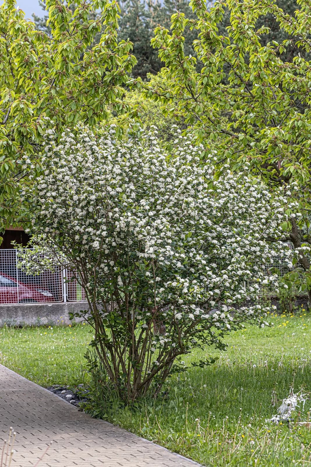 Black Chokeberry 'Aronia Melanocarpa' Seeds — White-Flowered Fruit Shrub - View 10