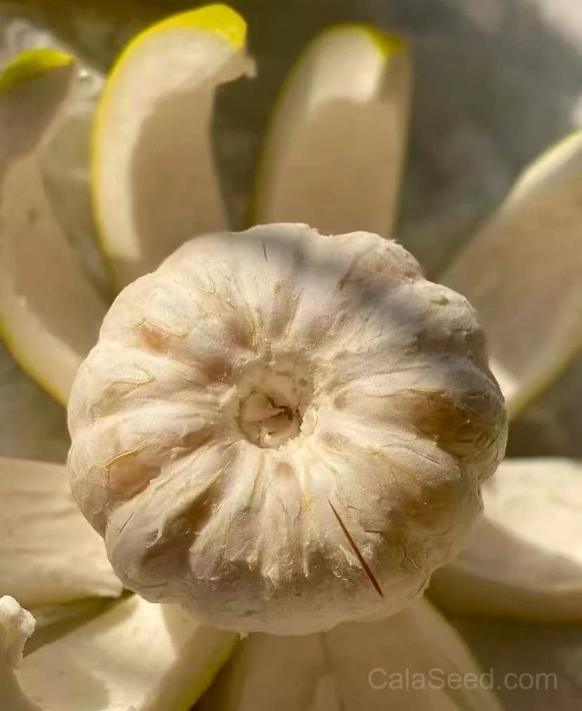 Pomelo 'Chandler' Seeds — Sweet Citrus Giant Fruit - View 6