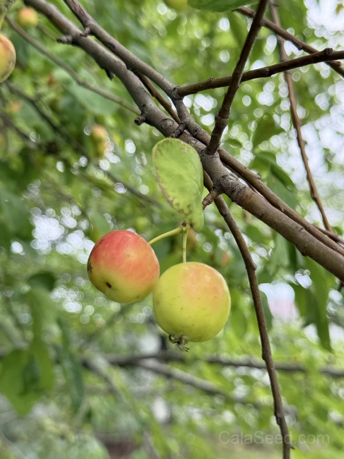 Crab Apple 'Golden Hornet' Seeds — Ornamental Fruit Tree - View 4