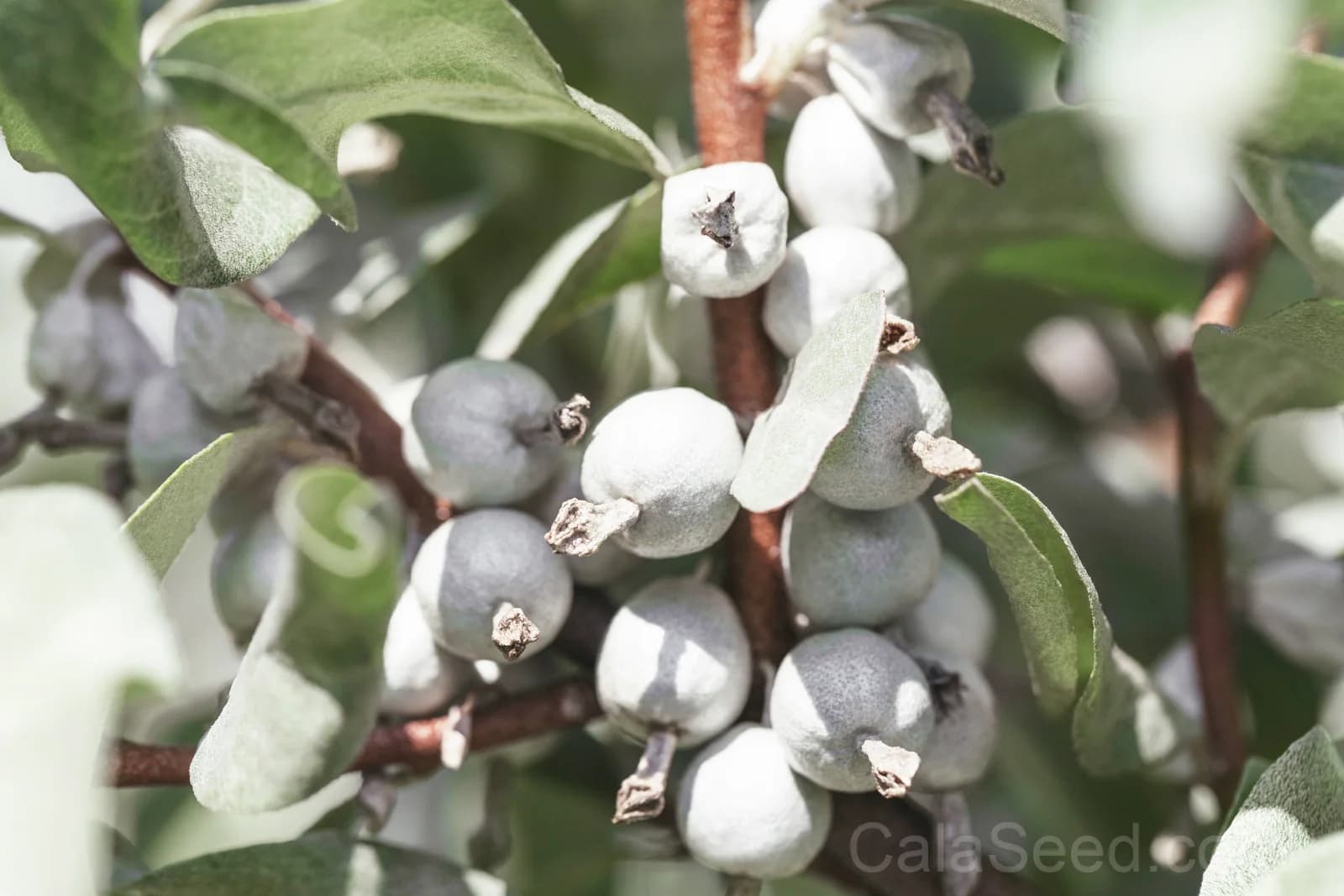 American Silverberry 'Wolf Willow' Seeds — Edible Wild Berry Shrub - View 2