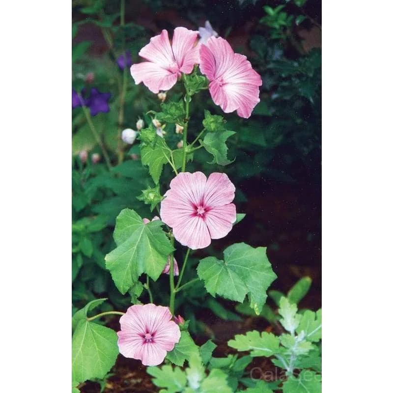 Silver Cup Lavatera Seeds — Showy Annual Bloom - View 3