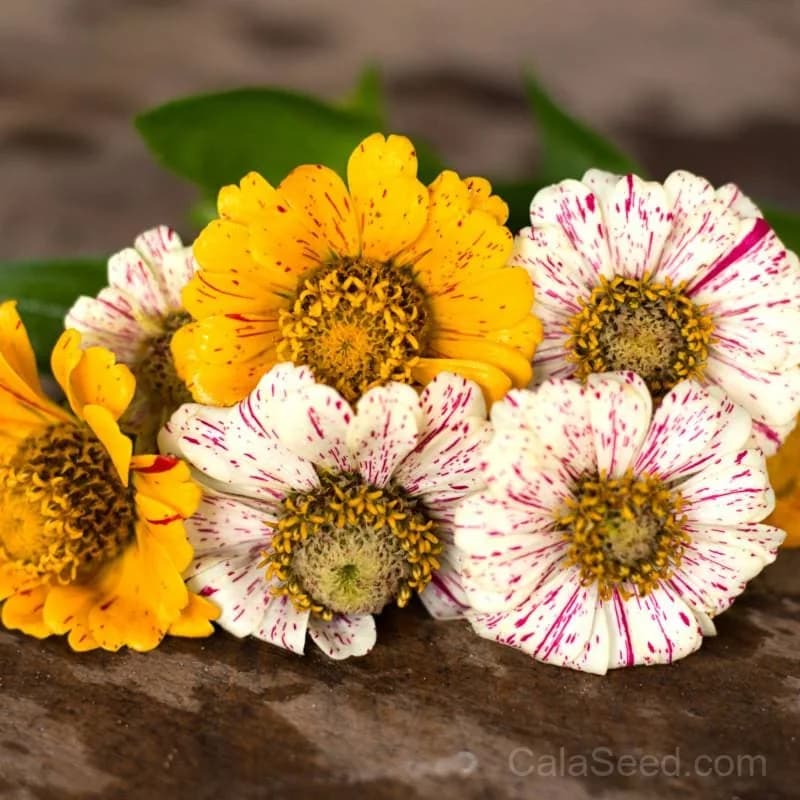 Peppermint Stick Zinnia Seeds — Candy-Striped Heirloom Blooms - View 3