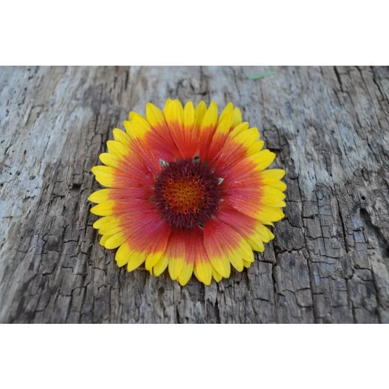 Blanket Flower Seeds — Native Perennial Wildflower - View 4