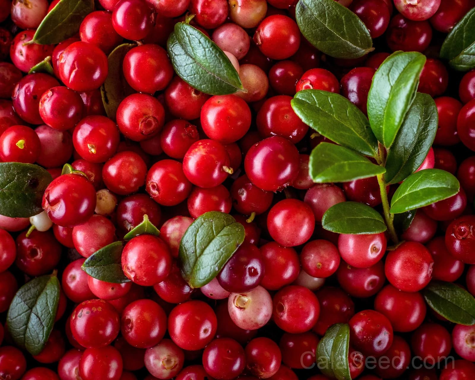 Lingonberry 'Mountain Cranberry' Seeds — Dwarf Evergreen Edible Fruit - View 2