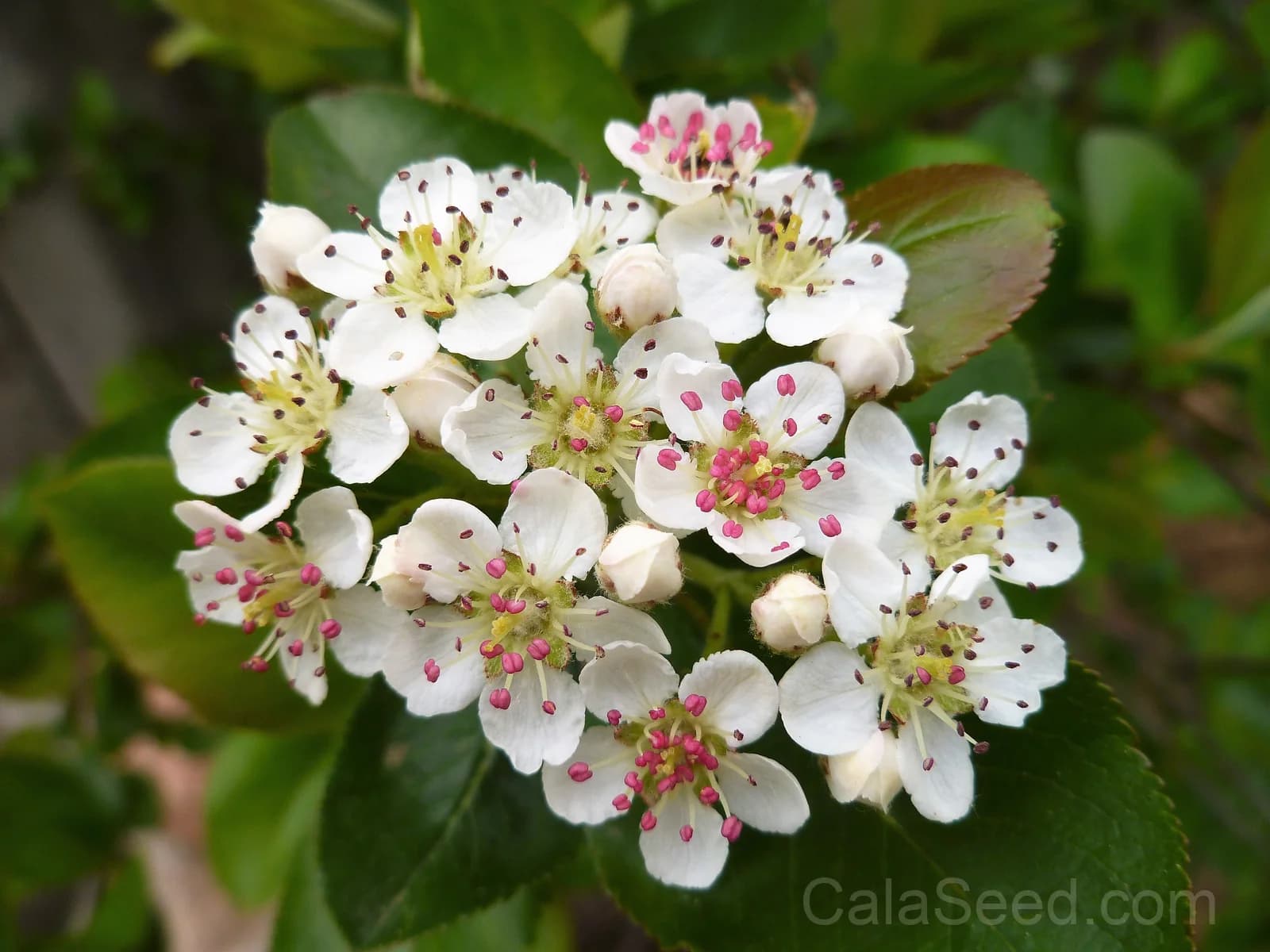 Black Chokeberry 'Aronia Melanocarpa' Seeds — White-Flowered Fruit Shrub - View 4