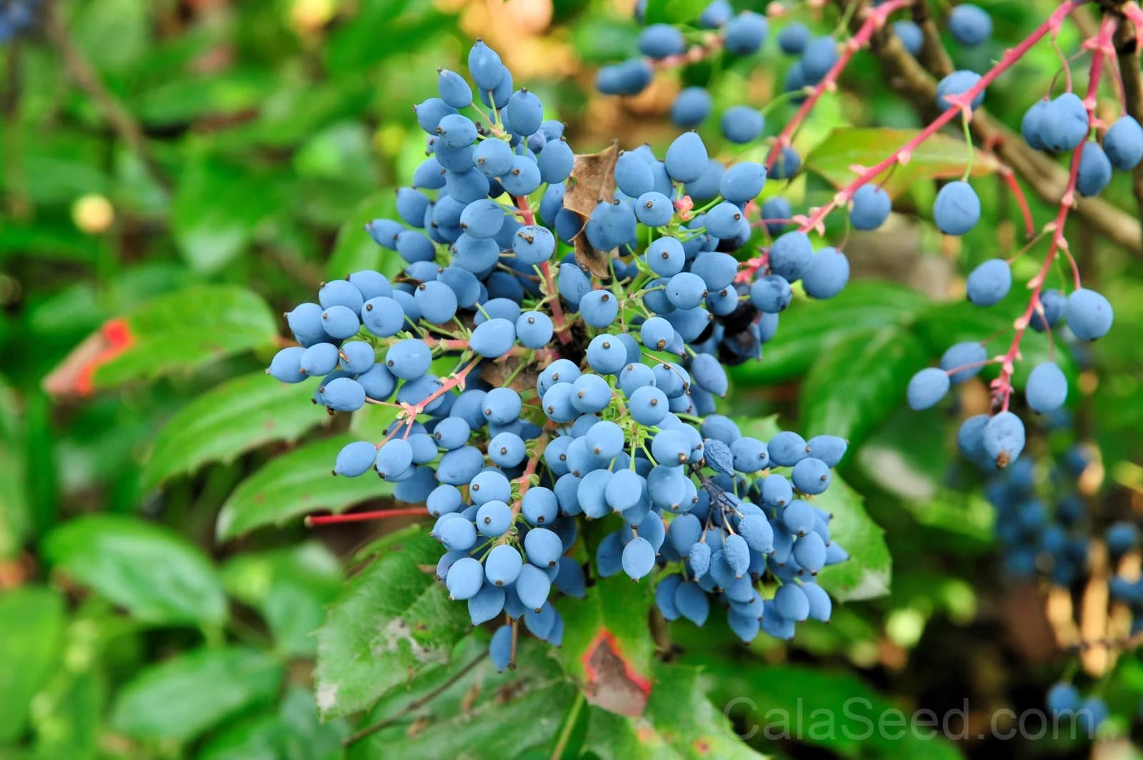 Oregon Grape 'Hollyleaved' Seeds — Edible Blue Fruit Vine - View 2