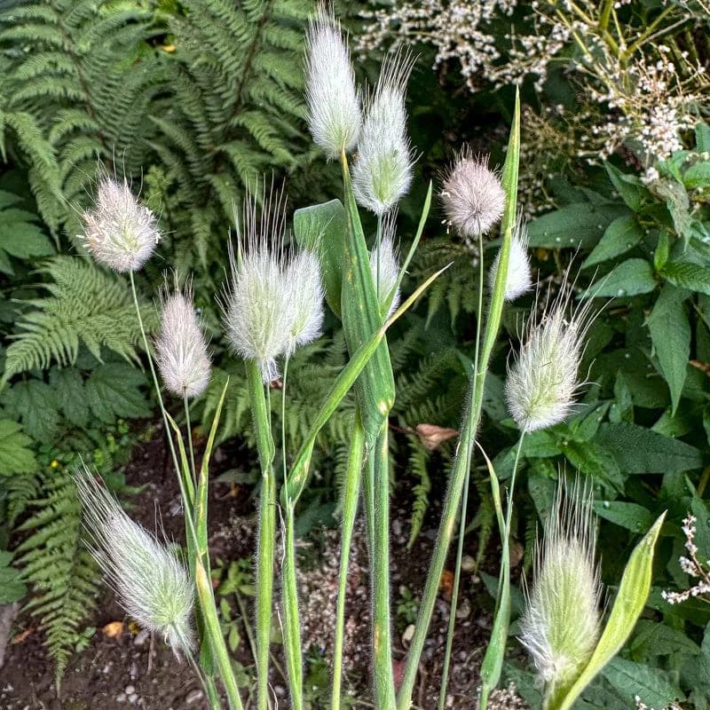 Bunny Tail Grass Seeds — Ornamental Fluffy Plumes - View 1