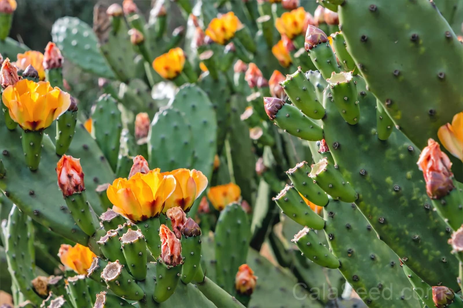 Prickly Pear Cactus 'Opuntia Ficus-Indica' Seeds — Edible Fruit & Flowers - View 10