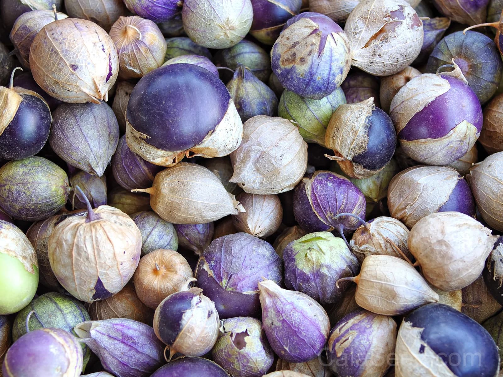 Purple Tomatillo 'Physalis Ixocarpa' Seeds — Husk Tomato for Salsas - View 5