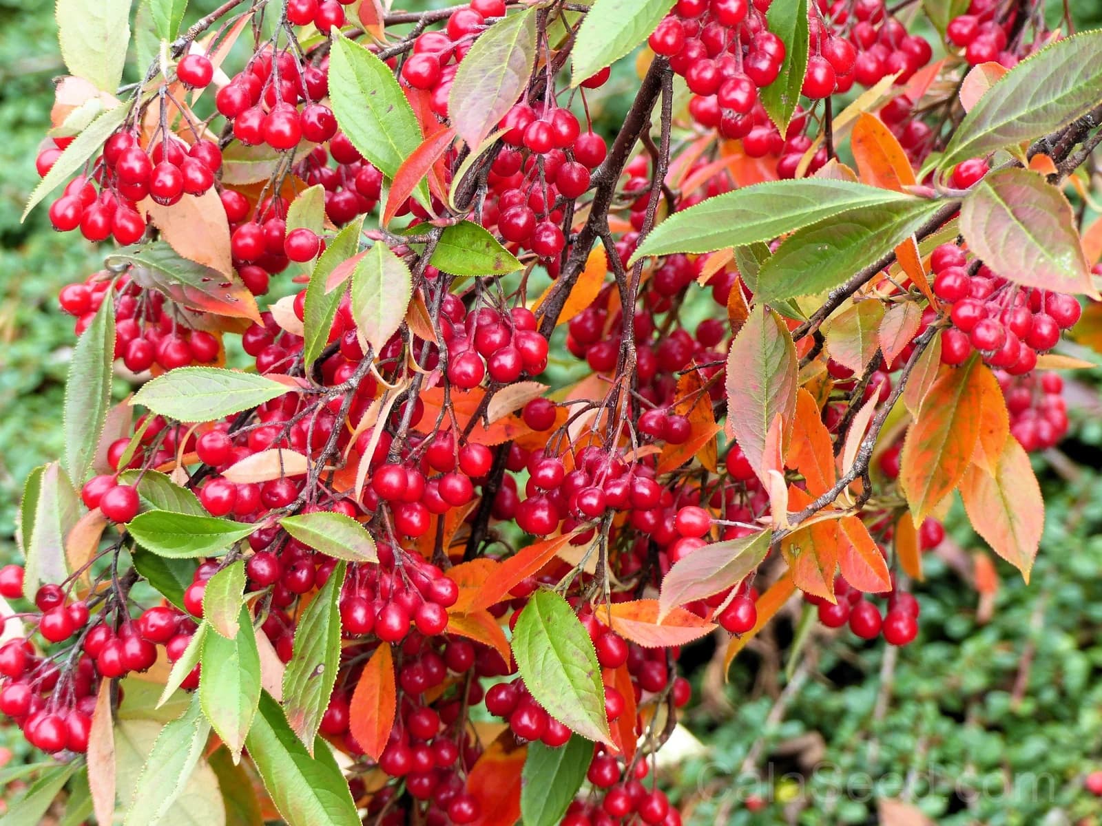 Red Chokeberry 'Aronia Arbutifolia' Seeds — White Flowers Edible Fruit - View 6