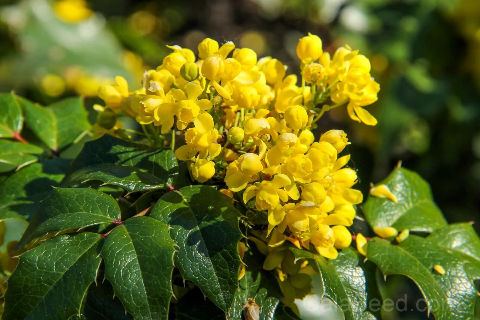 Oregon Grape 'Hollyleaved' Seeds — Edible Blue Fruit Vine - View 8