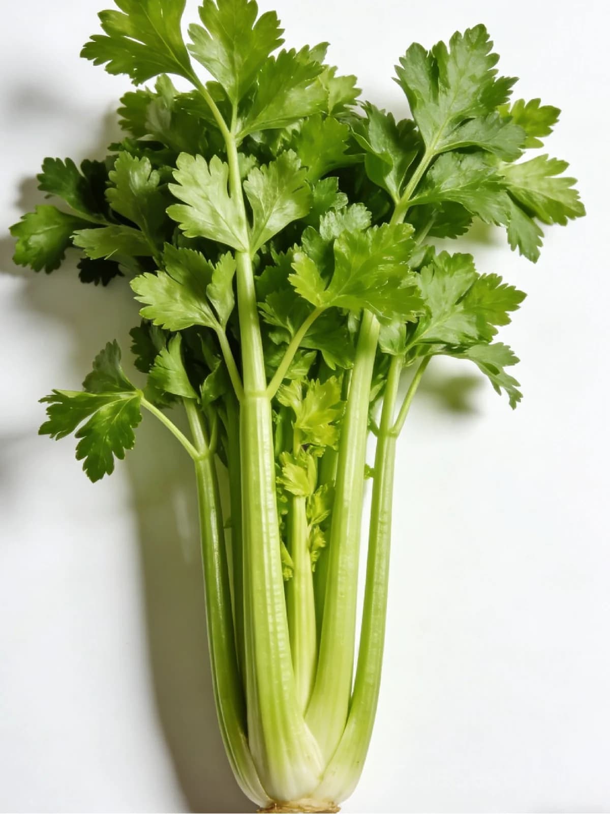 Tango Celery Seeds — Crisp Heirloom Stalks - View 4