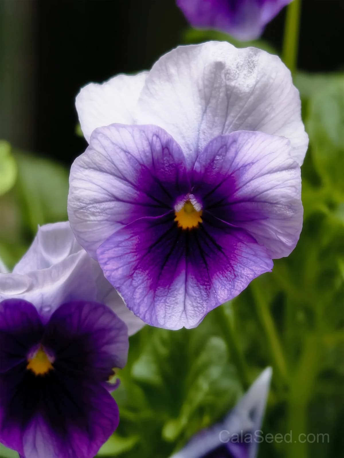 Cool Wave Berries n' Cream Pansy Seeds — Trailing Bicolor Flower Mix - View 2