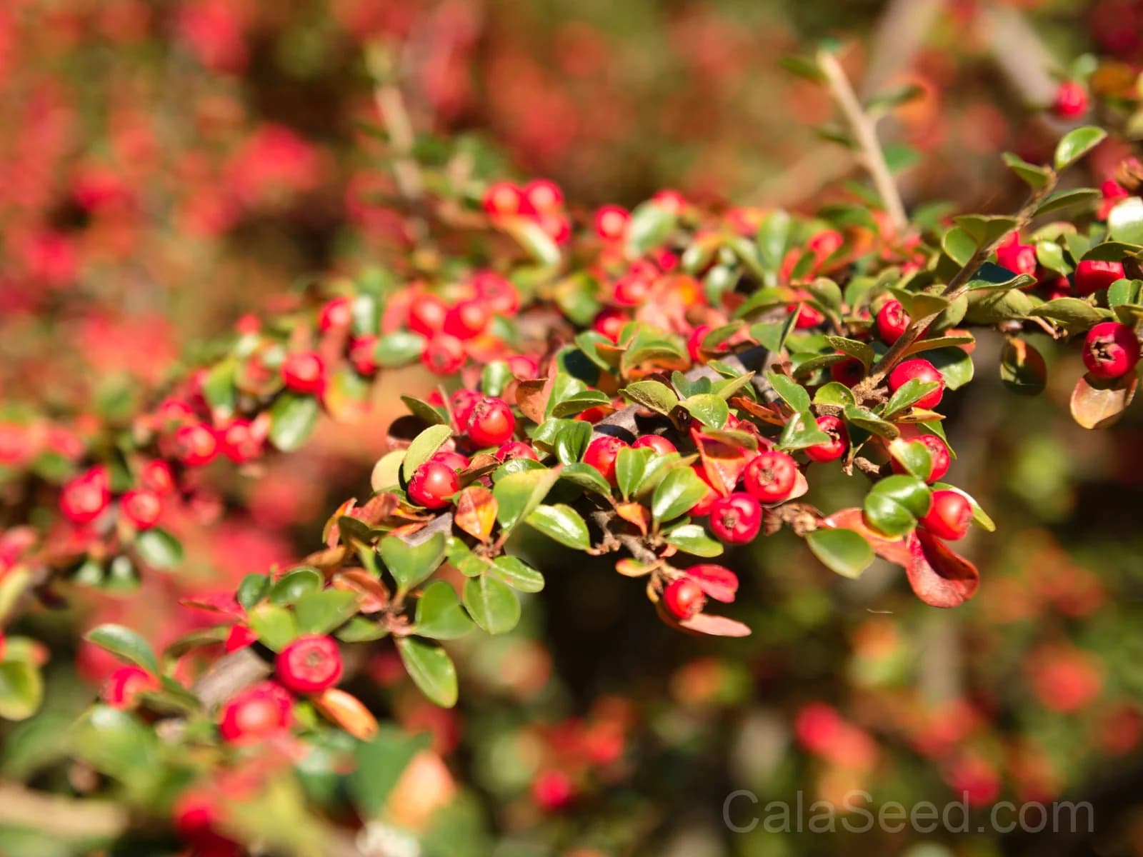 Bearberry 'Kinnikinnick' Seeds — Evergreen Ground Cover - View 3