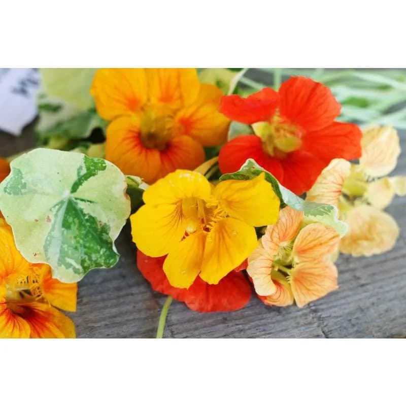 Alaska Mix Nasturtium Seeds — Cold-Hardy Edible Flowers - View 3