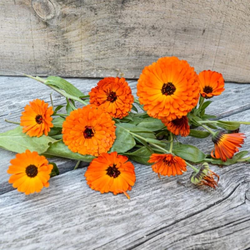 Indian Prince Calendula Seeds — Rare Heirloom Flower - View 2