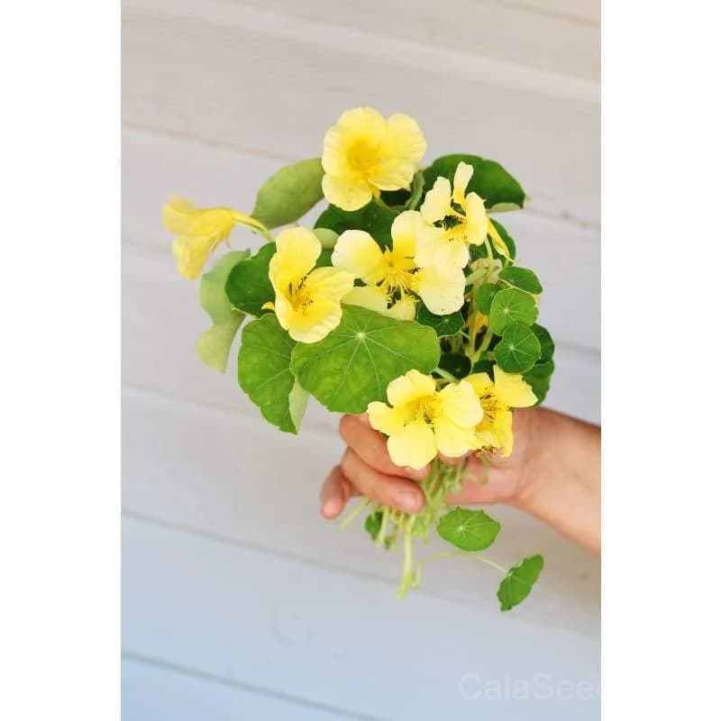 Moonlight Nasturtium Seeds — Edible Flowers & Trailing Vines - View 2