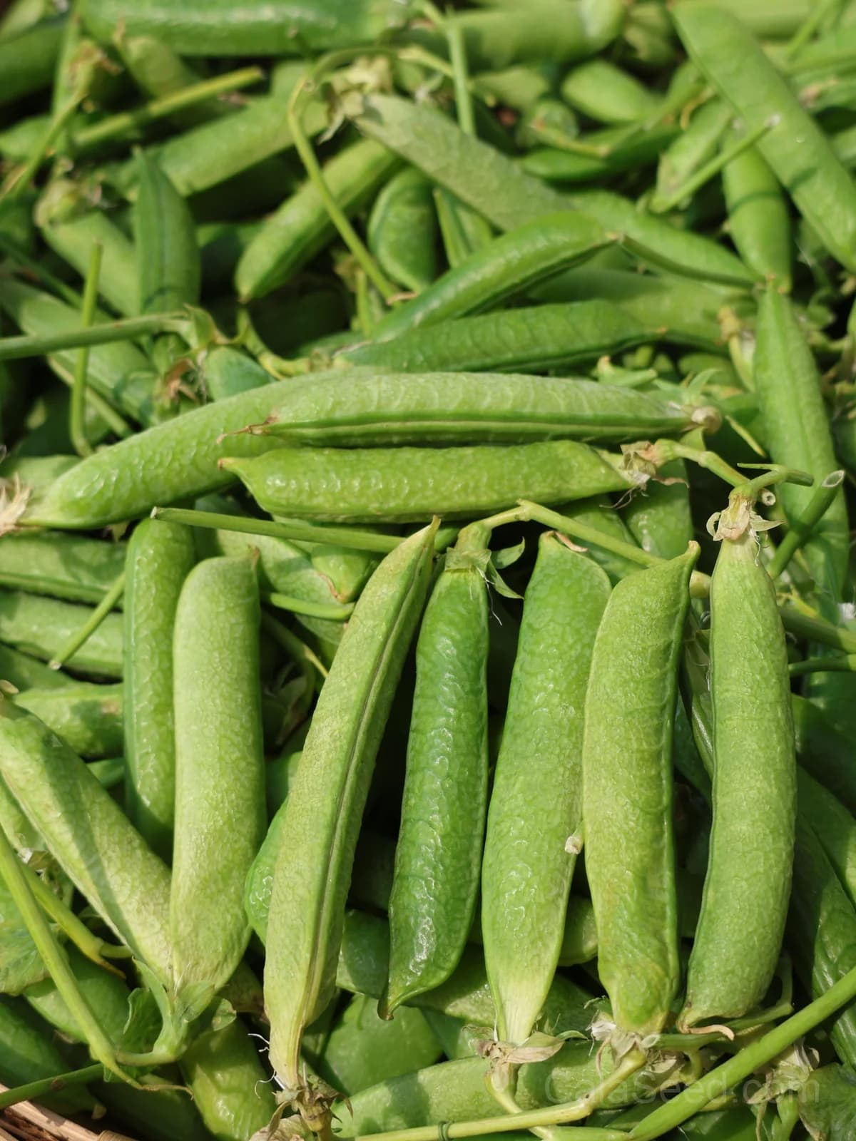 Masterpiece Pea Seeds — High-Yield Garden Vegetable - View 6