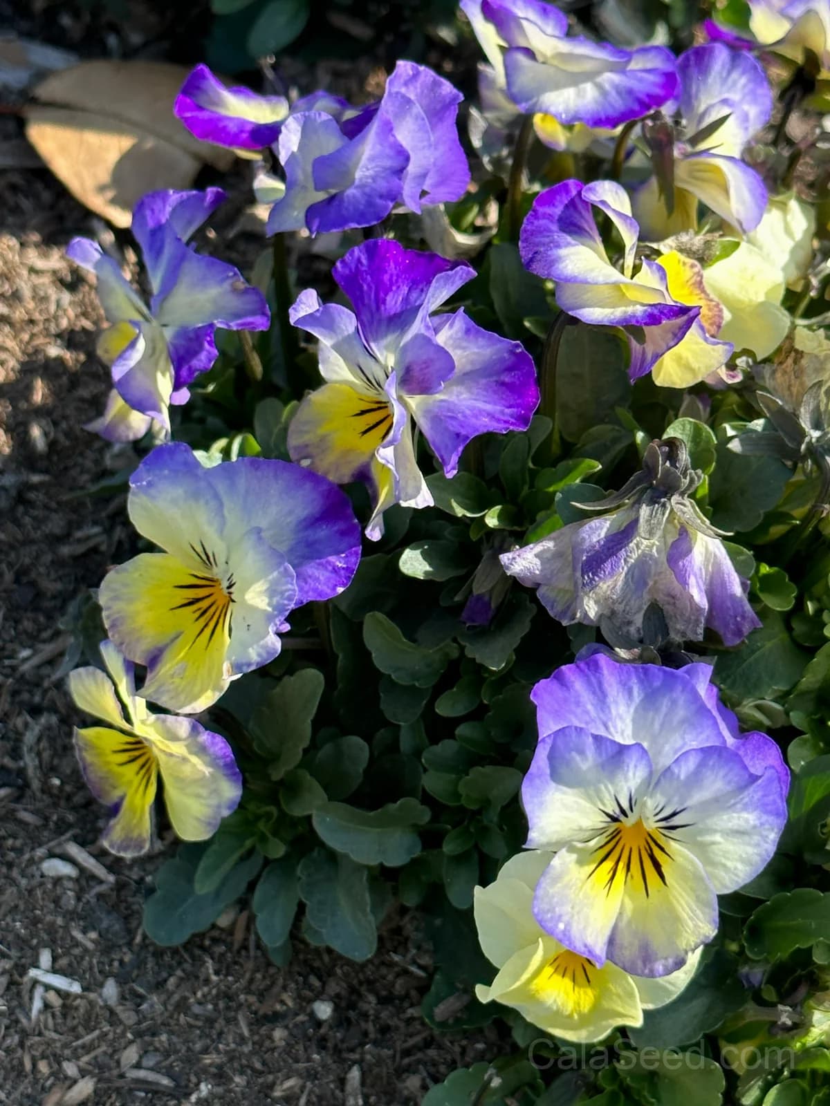 Cool Wave Berries n' Cream Pansy Seeds — Trailing Bicolor Flower Mix - View 5
