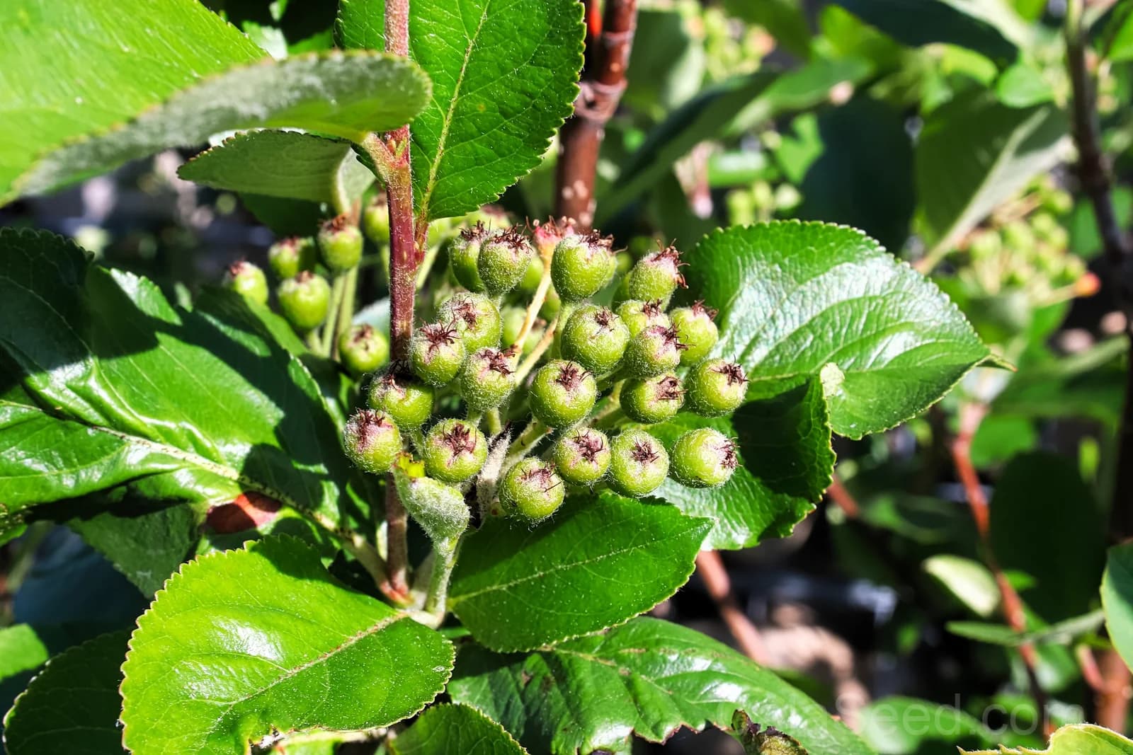 Purple Chokeberry 'Aronia Prunifolia' Seeds — White-Flowered Fruit Shrub - View 9