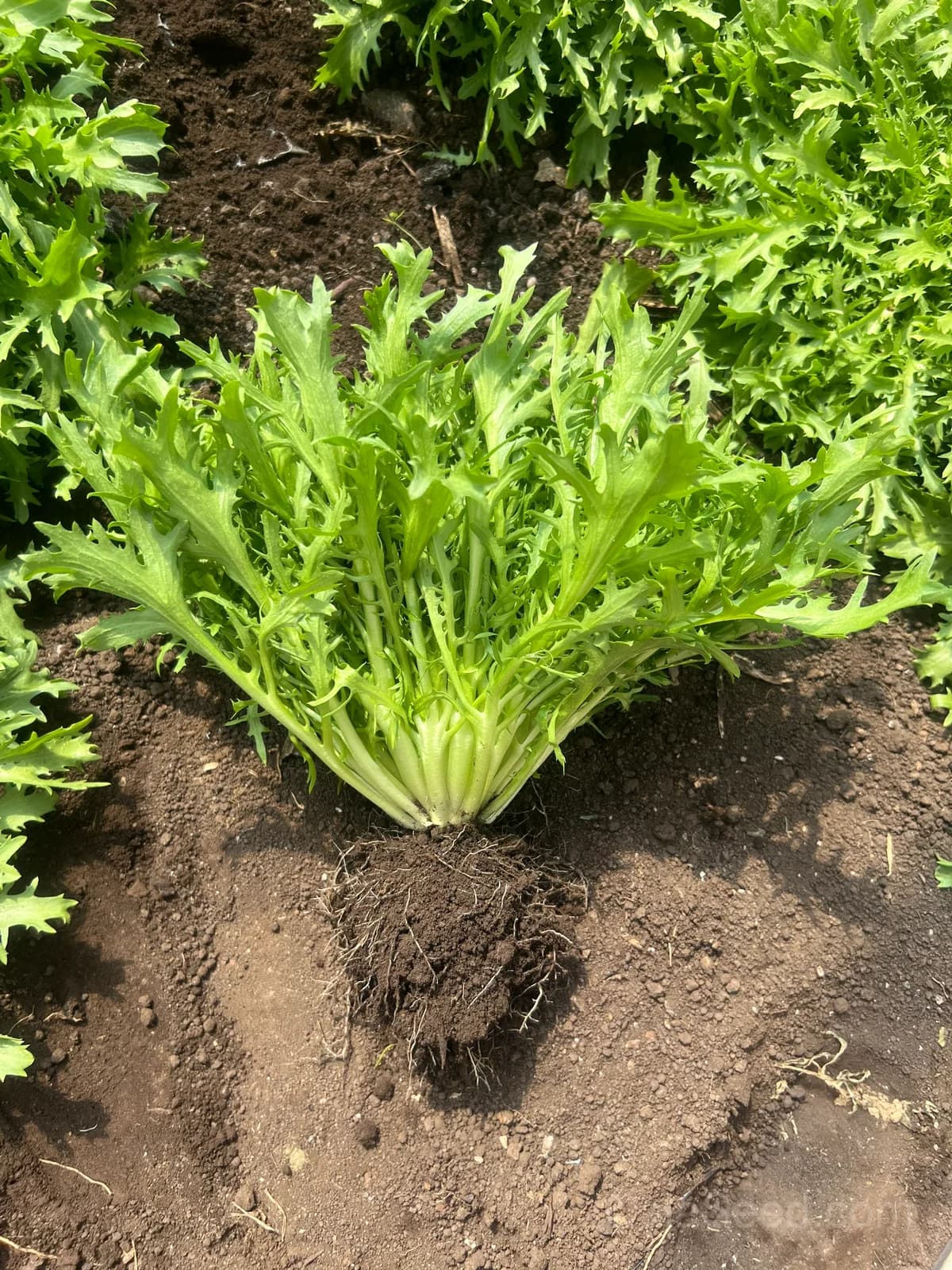 Galia Frisse Curly Endive Seeds — Crisp French Heirloom Salad Green - View 4