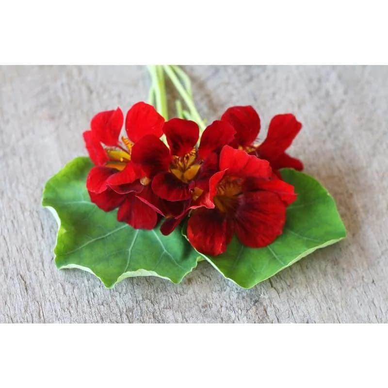 Black Velvet Nasturtium Seeds — Dark Velvety Blooms - View 3