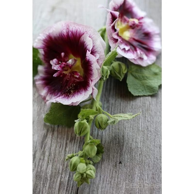 Creme de Cassis Hollyhock Seeds — Rich Blackberry-Colored Blooms - View 3