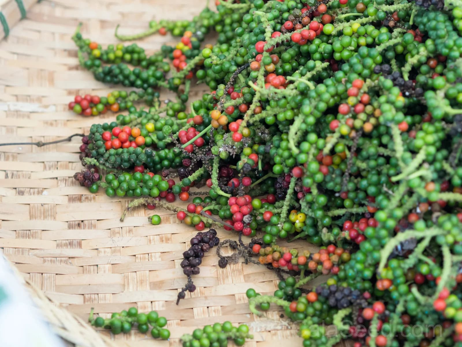 Black Peppercorn 'Piper Nigrum' Seeds — Spice Vine for Cooking - View 11