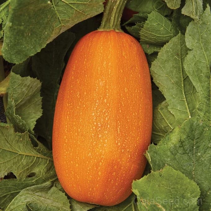 Hasta La Pasta Winter Squash Seeds — High-Yield Italian Heirloom - View 3