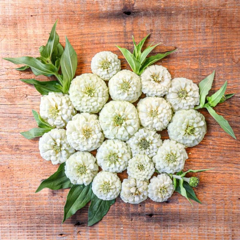 Oklahoma White Zinnia Seeds — Heirloom Native Wildflower - View 6
