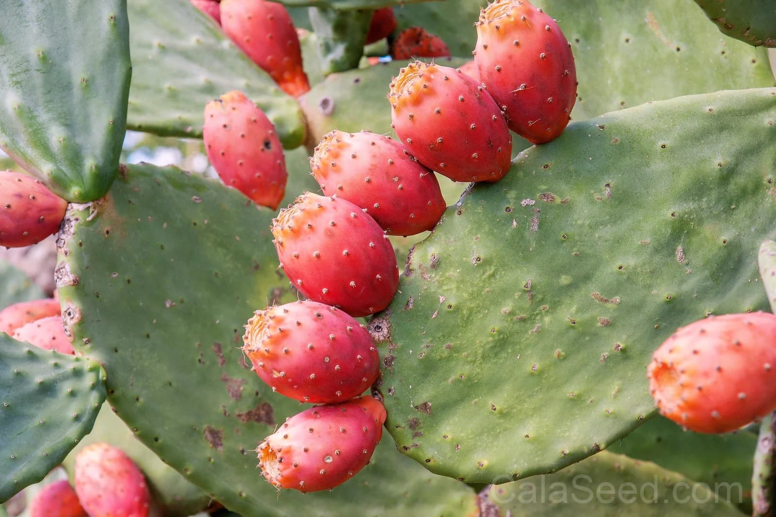 Prickly Pear Cactus 'Opuntia Ficus-Indica' Seeds — Edible Fruit & Flowers - View 7