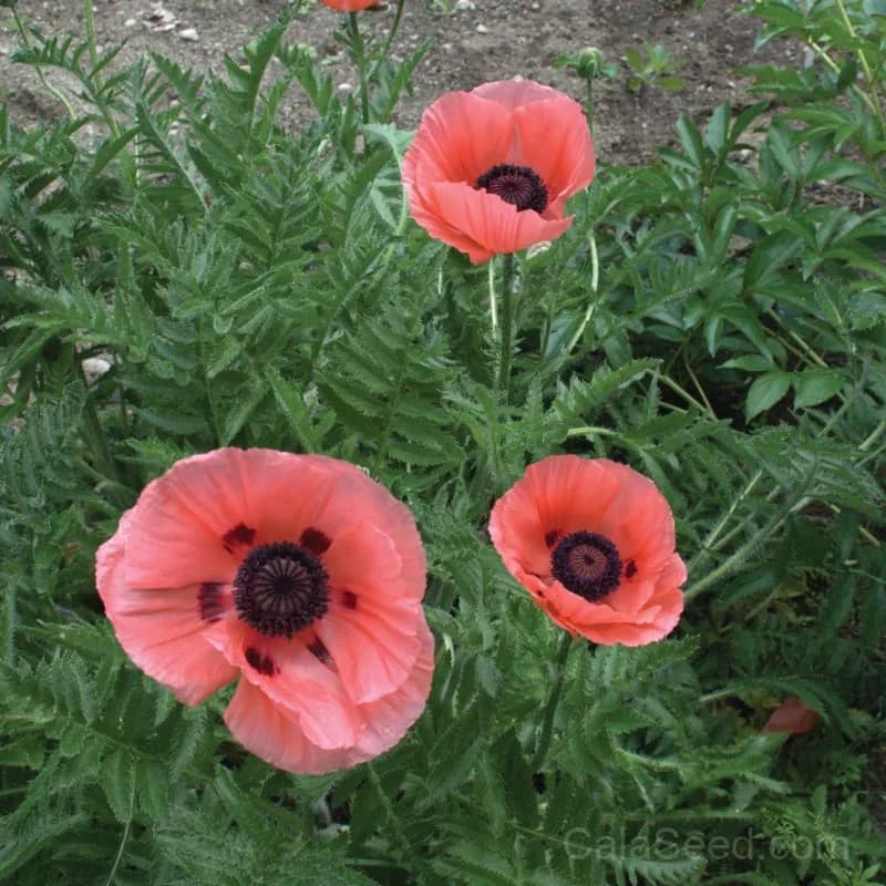 Poppy 'Fruit Punch' Seeds — Vibrant Mixed Bloom Color - View 1