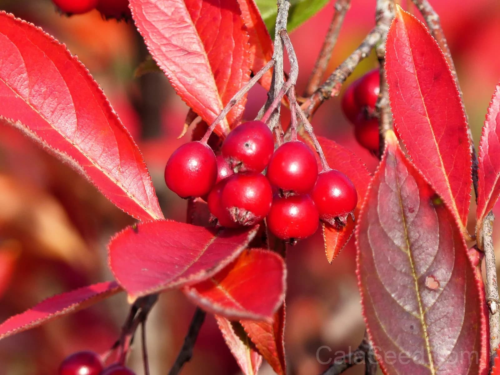 Red Chokeberry 'Aronia Arbutifolia' Seeds — White Flowers Edible Fruit - View 7