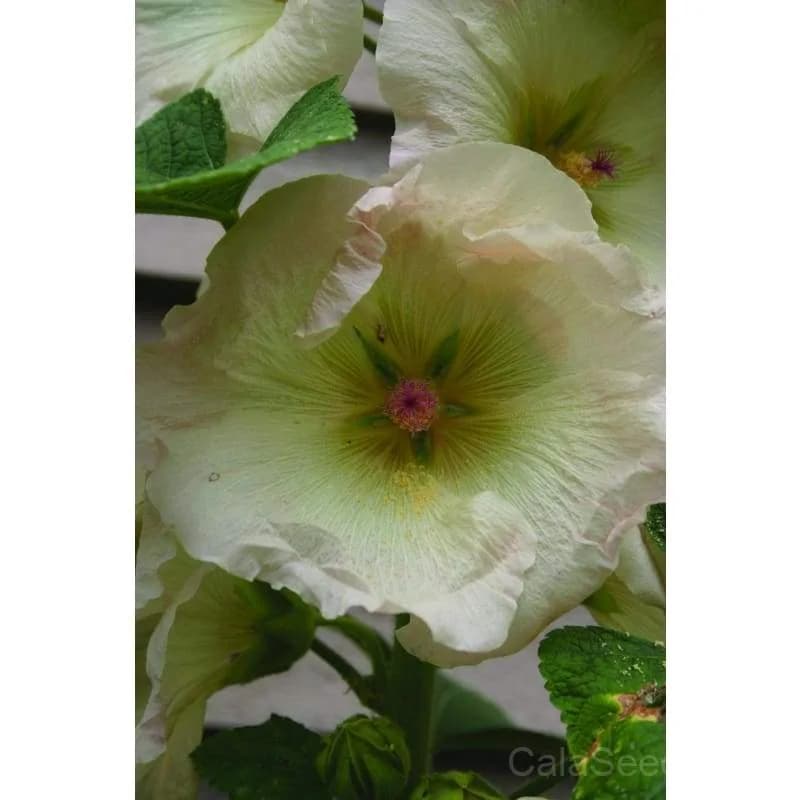 Antwerp Hollyhock Seeds — Classic Cottage Garden Bloom - View 6