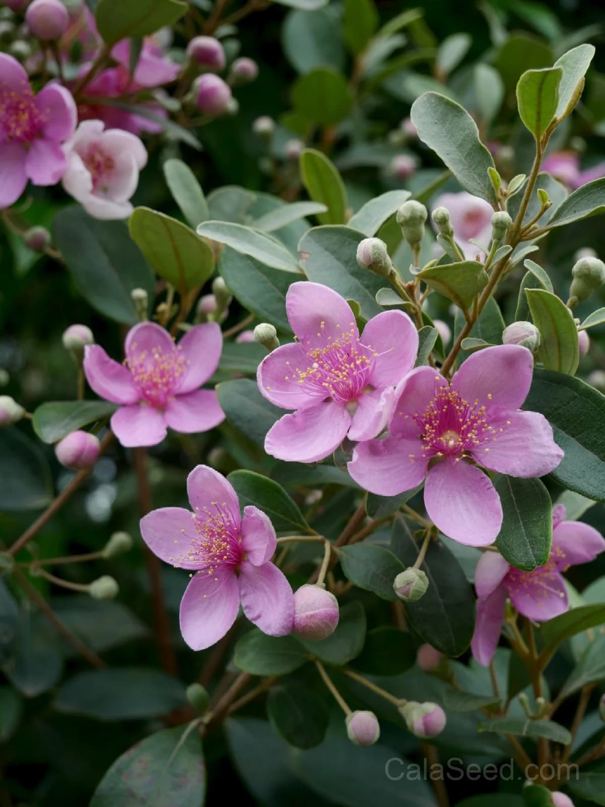Common Myrtle 'Myrtus Communis' Seeds — Fragrant White Flowers - View 4