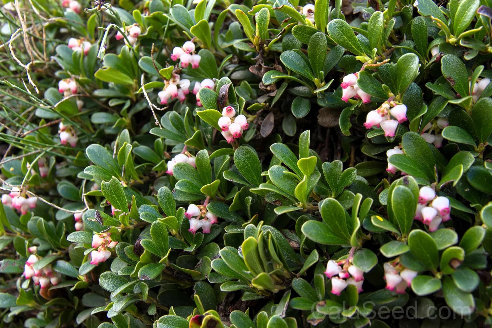 Bearberry 'Kinnikinnick' Seeds — Evergreen Ground Cover - View 4