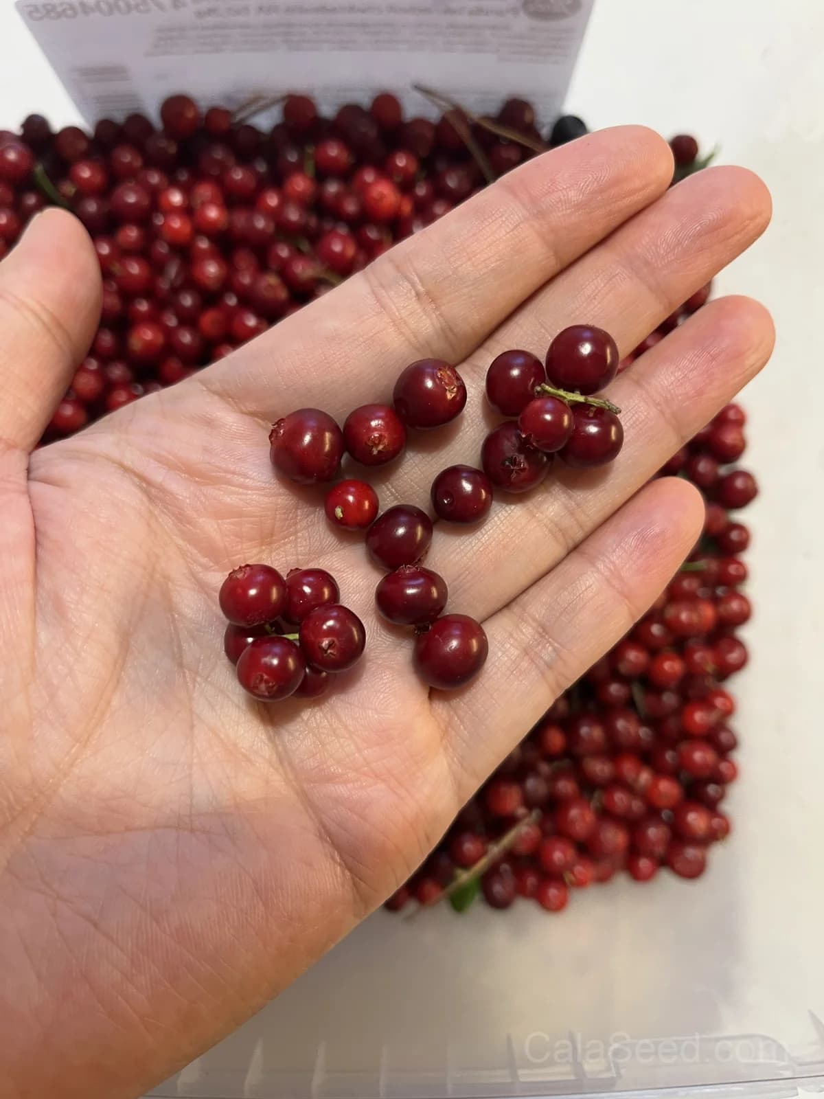 Lingonberry 'Red Pearl' Seeds — Tart Berry Ground Cover - View 6