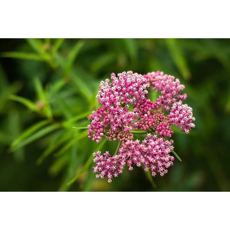 Swamp Milkweed Seeds — Monarch Butterfly Host Plant - View 4