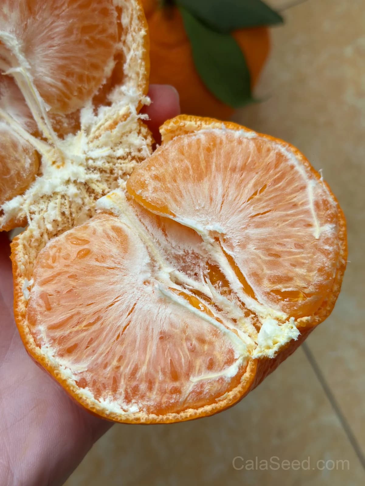 Mandarin 'Orange' Seeds — Sweet Citrus Fruit - View 3
