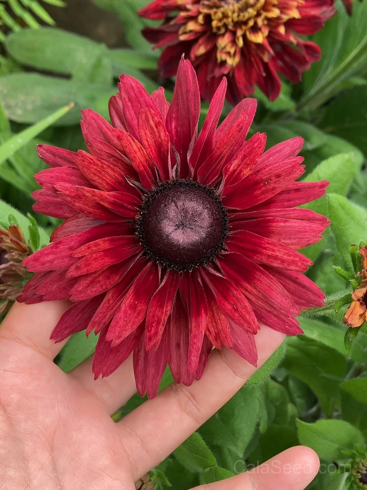 Cherry Brandy Rudbeckia Seeds — Rich Wine-Red Blooms - View 5