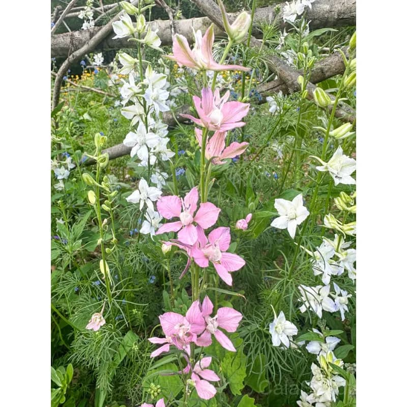 Giant Imperial Mix Larkspur Seeds — Tall Cottage Garden Blooms - View 4
