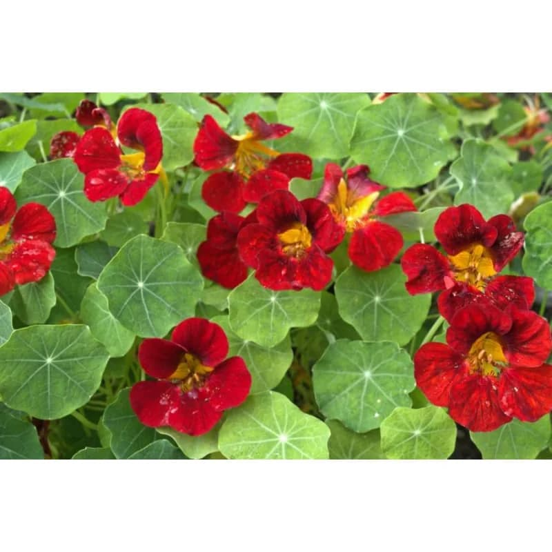 Black Velvet Nasturtium Seeds — Dark Velvety Blooms - View 6