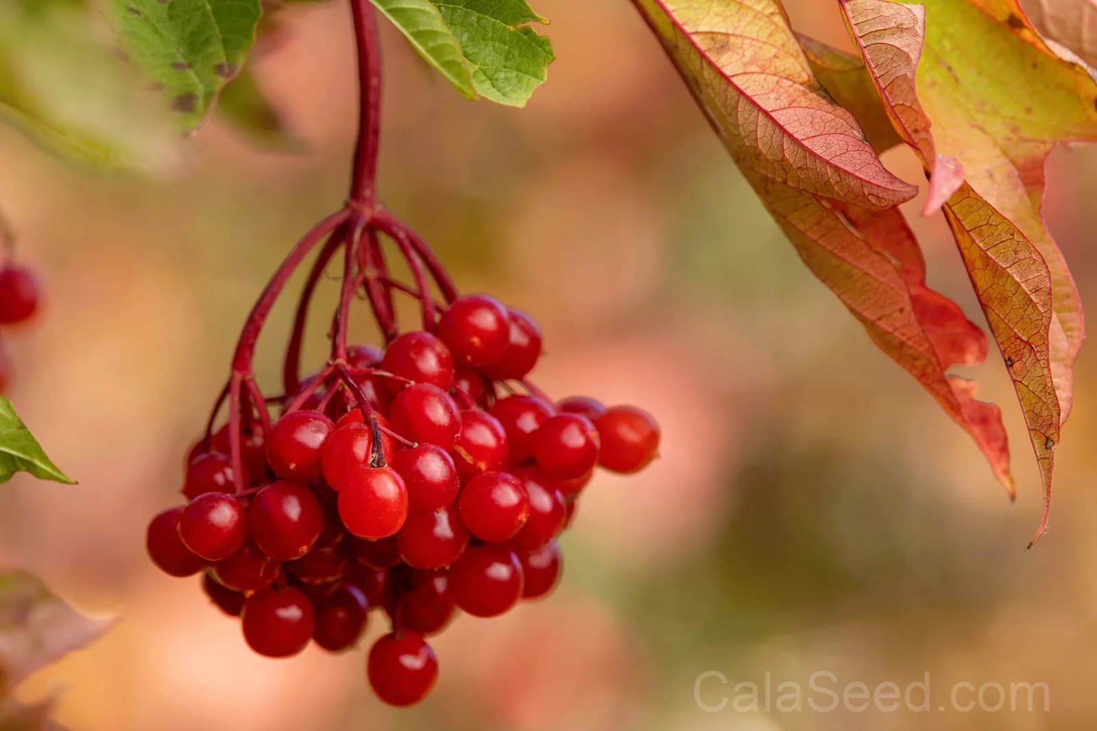 American Highbush Cranberry 'Viburnum Trilobum' Seeds — Red Fruit White Shrub - View 7