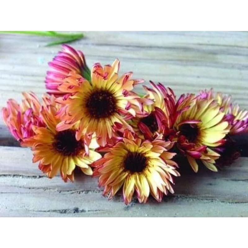 Bronzed Beauty Calendula Seeds — Copper-Toned Edible Flowers - View 3