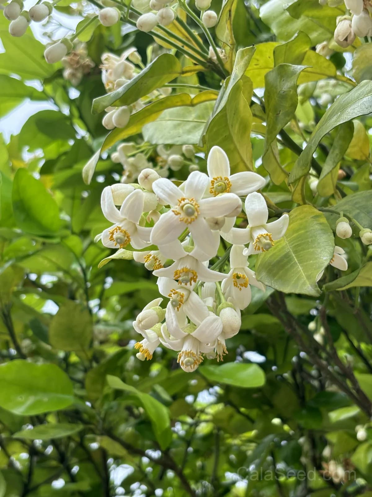 Pomelo 'Chandler' Seeds — Sweet Citrus Giant Fruit - View 5