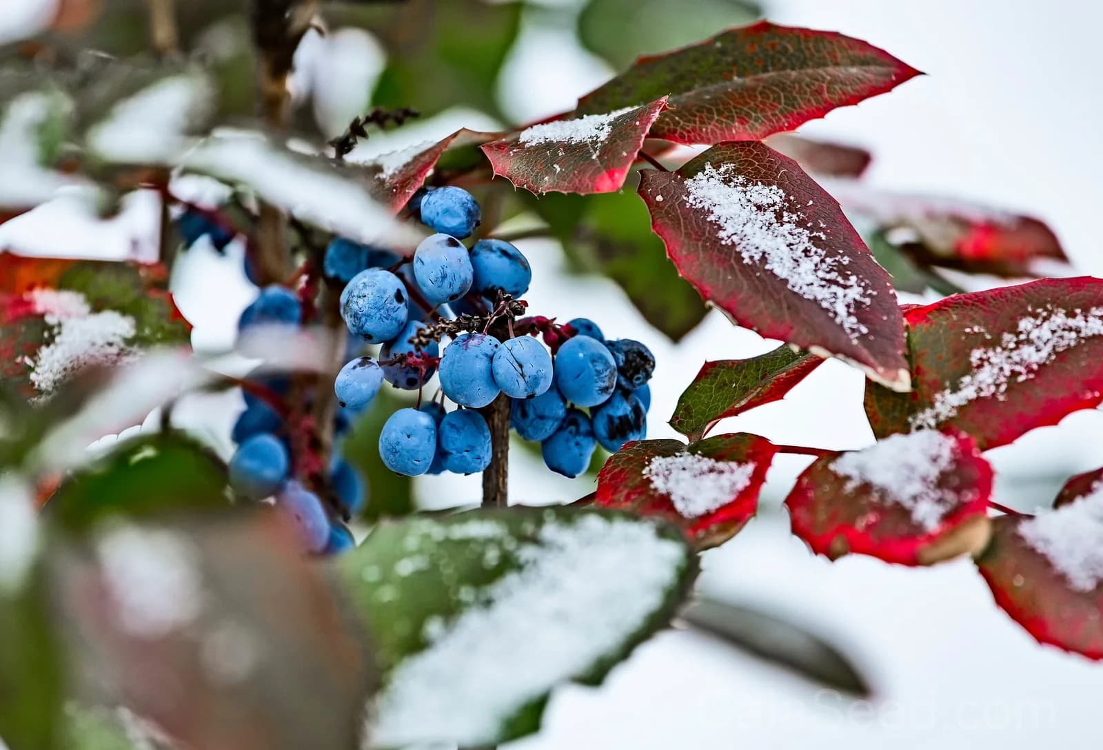 Oregon Grape 'Hollyleaved' Seeds — Edible Blue Fruit Vine - View 9