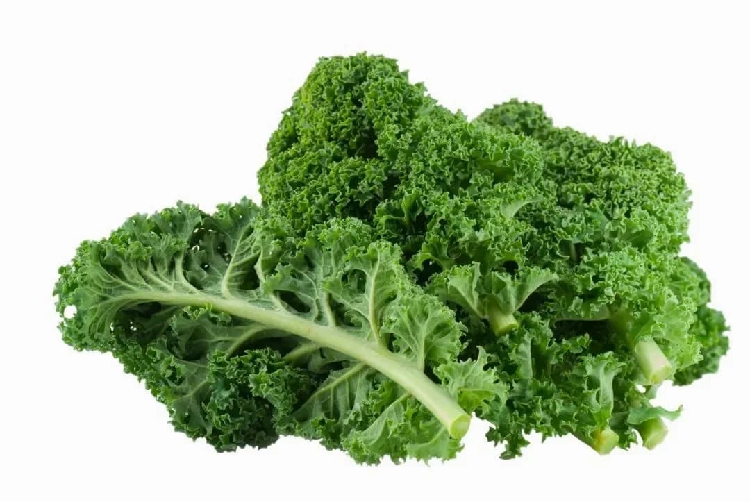 Top Chop Collard Greens Seeds — Heat-Tolerant Southern Staple - View 5