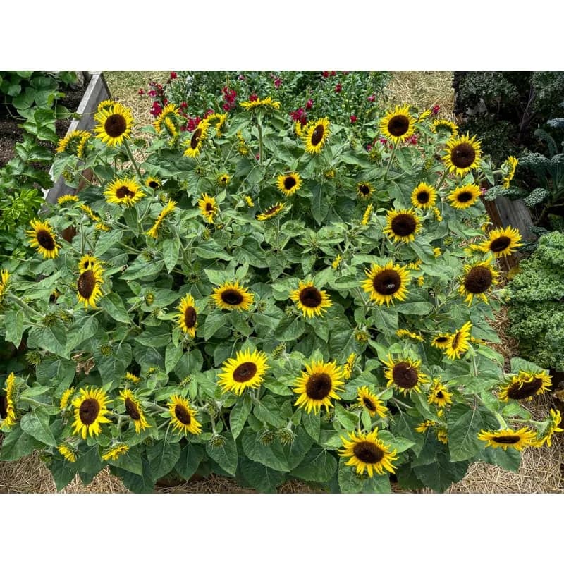 SunBuzz Sunflower Seeds — Pollinator-Friendly Bright Bloom - View 3