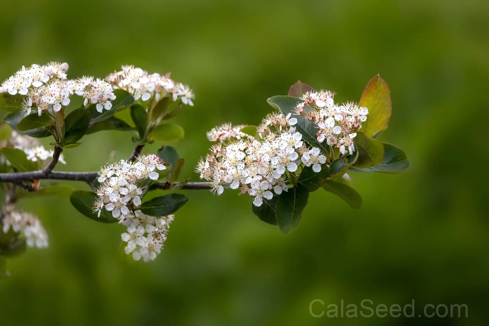 Purple Chokeberry 'Aronia Prunifolia' Seeds — White-Flowered Fruit Shrub - View 5