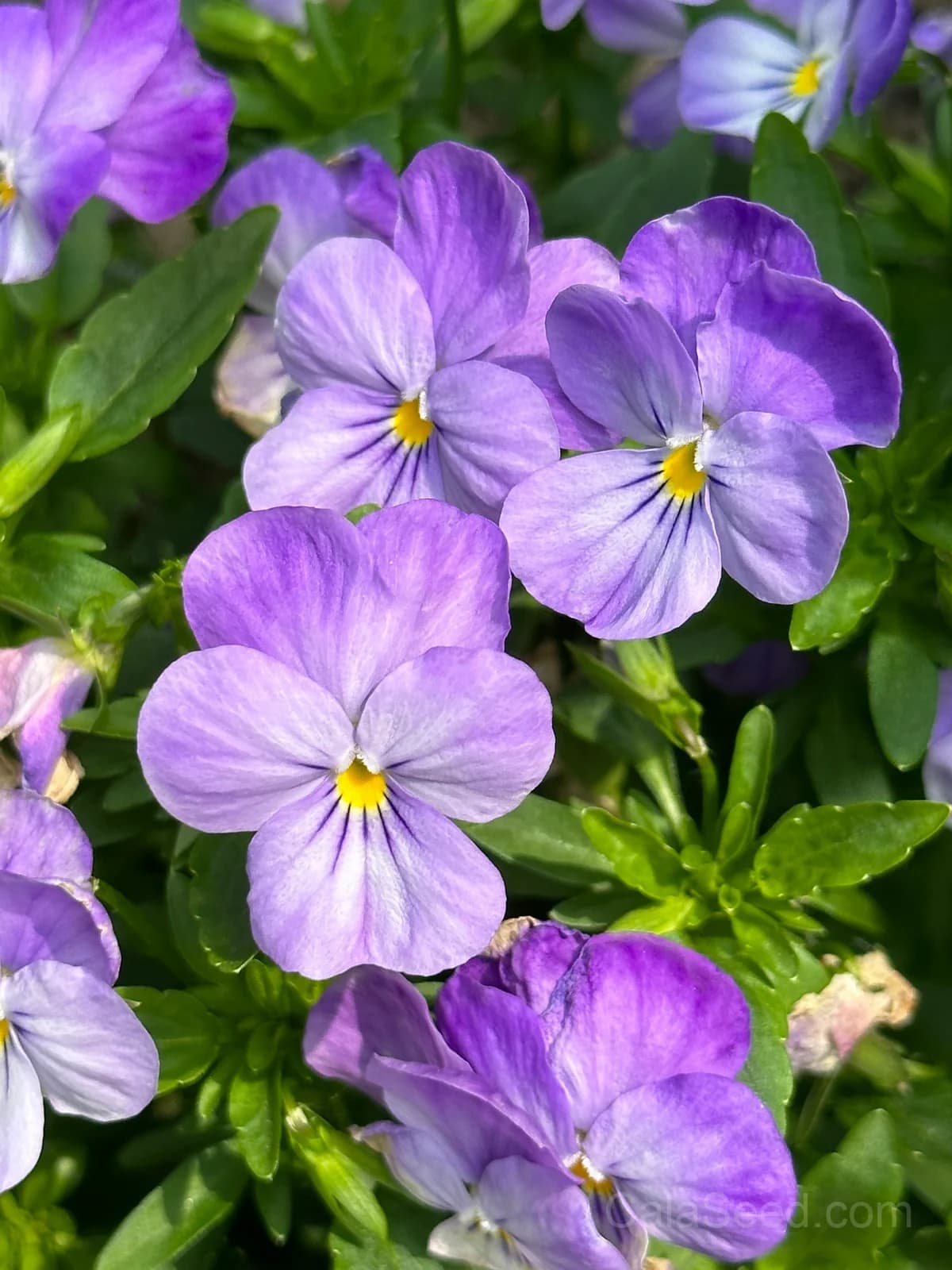 Cool Wave Berries n' Cream Pansy Seeds — Trailing Bicolor Flower Mix - View 6